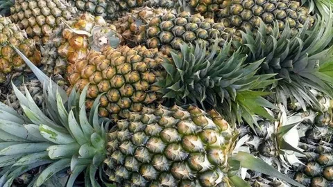 รัฐบาลเดินหน้าแผนพัฒนาสับปะรด ดันไทยเป็นศูนย์กลางผลิต-แปรรูป ครบวงจร