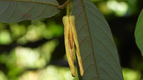 พืชดอกหอมใหม่ ชื่อ "บุหงาลลิษา"