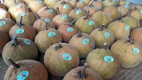 แปลงใหญ่...กระท้อน