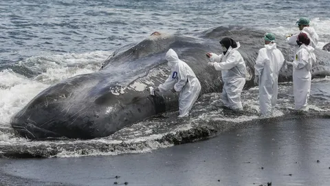 อินโดนีเซียมึน วาฬยักษ์เกยตื้นตายหาดบาหลี 3 ตัวใน 2 สัปดาห์ (คลิป)