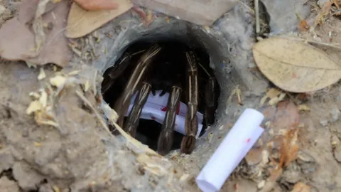 มาแล้ว "เลขเด็ด" เสี่ยงทายพญาบึ้ง คอหวยยิ้มได้แนวทางลุ้นโชคงวด 16/4/66 (คลิป)