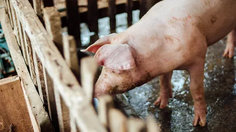 กลิ่นเหม็นจากฟาร์มเลี้ยงหมู ส่งกลิ่นรบกวนมานานกว่า 10 ปี วอนช่วยแก้ไข