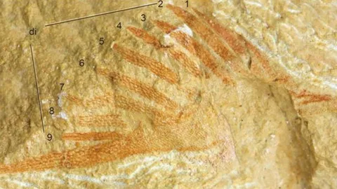 ตะลึง จีนพบฟอสซิล 'ปลาน้ำจืด 9 หาง' สภาพดีชิ้นแรกของโลก