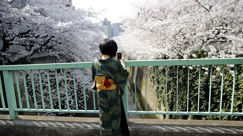 ซากุระบานฟื้นเที่ยวญี่ปุ่น หลังยกเลิกคุมโควิด-19