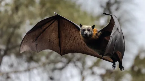 ทำนายฝันเห็นค้างคาวแบบต่างๆ สื่อถึงอะไร จะหมดเคราะห์จริงหรือ?