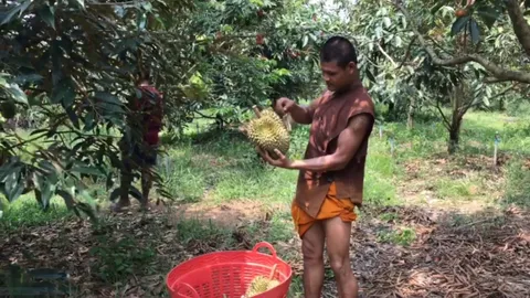 หลวงพี่สะบัดสบง ปีนต้นทุเรียน สอนวิธีตัดคัดลูกทุเรียนให้เยาวชนใน อ.บ่อไร่