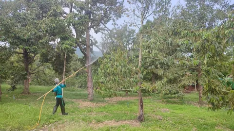 ชาวสวนทุเรียนหมอนทองที่บางสะพานเจอภัยแล้ง หากสิ้น เม.ย. 66 ฝนไม่ตกลำบากแน่
