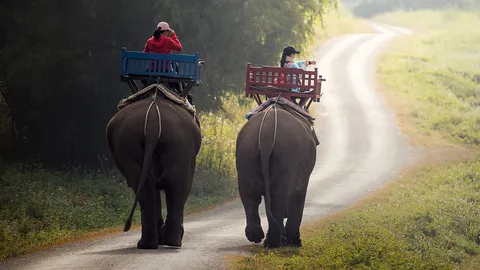 ฝันว่าขี่ช้าง ทำนายฝันเป็นเรื่องดี มีโอกาสก้าวหน้า ผู้ใหญ่คอยอุปถัมภ์