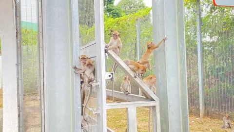 ฝูงลิงมาเลเซีย ใช้ช่องทางธรรมชาติลอบข้ามแดน มาป่วนฝั่งไทยบริเวณด่านสะเดา