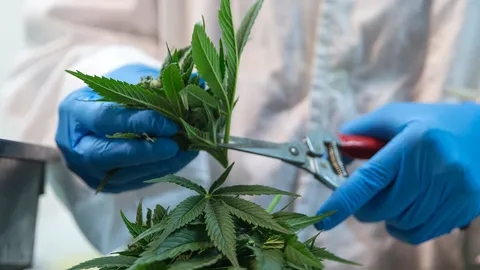 ปลุกหมอสู้กัญชาเสรีรณรงค์ “1 เสียงเพื่อเยาวชน”