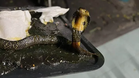 ไม่เหมือนที่คิดไว้ วางกาวดักหนู แต่กลับได้ “งูเห่า” ชูคอแผ่แม่เบี้ยสุดสะพรึง