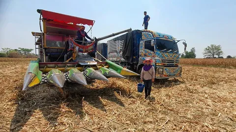 ปลูกข้าวโพดเลี้ยงสัตว์แบบปลอดเผา ลดฝุ่น PM.25 เป็นมิตรต่อสิ่งแวดล้อม