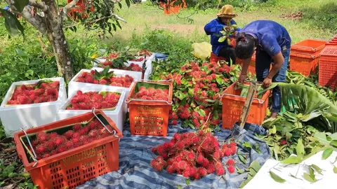 ฟ้าหลังฝนยังงดงาม เงาะสีทองตราดสวนป้าวิไล ส่งไปขายเวียดนาม กก.ละ 27 บาท (คลิป)