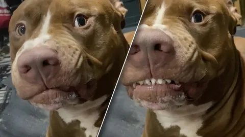 พิตบูลหน้าโหด แต่อยู่ในโหมดยิ้มหวาน ชาวเน็ตแซว ทำไมต้องเกร็งปากตาม