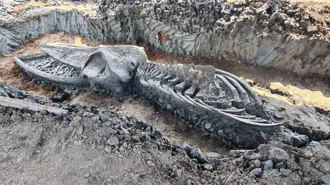 "กรมทรัพยากรธรณี" เปิดให้ประชาชน ชมฟอสซิล “วาฬอำแพง” อายุ 3,380 ปี 