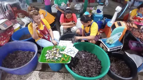 ฝนตกอึ่งออกมา ชาวบ้านกำแพงเพชรแห่จับขาย 2 ตัวร้อย ถ้าแบบมีไข่ กก.ละ 400