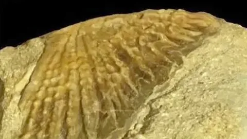 พบฟอสซิลปลาสเตอร์เจียนในแอฟริกา