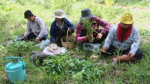 หลังฝนตกชาวบ้านตลิ่งชันที่โคราช เข้าป่าหาผักอีลอก ทั้งกินเองและขายที่ตลาด