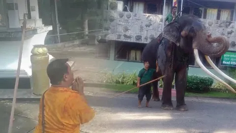 ควาญเข่าทรุด กราบลาช้างน้ำตาซึม รอนาน 6 เดือน ไม่ชัดเจนกลับไทย (คลิป)