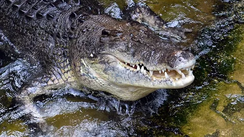 สยอง ชาวประมงออสเตรเลียหายตัวปริศนา ถูกพบเป็นศพในท้องจระเข้