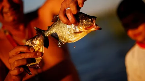 ปิรันยาบุกรีสอร์ตบราซิล กัดสยองนทท.บาดเจ็บ 8 คน