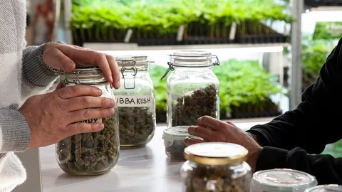 บรรจุ 3 สูตรกัญชารักษามะเร็ง ลมชัก