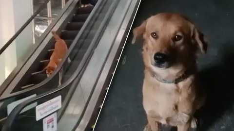 กลับตัวก็ไม่ได้ น้องหมาแสนรู้ ลงบันไดเลื่อนผิดฝั่ง ทำไงก็ไม่ถึงสักที (คลิป)