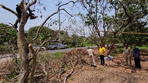 ชาวสวนสมุทรสงคราม เร่งตัดแต่งต้นลิ้นจี่ หลังเจออากาศร้อนจัดเริ่มยืนต้นตาย