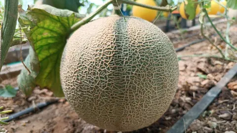 เมล่อนญี่ปุ่นไร้สาร ผู้ใหญ่ถนอมโคราช ใช้โกโก้หมักกับน้ำมะพร้าวเพิ่มหวาน