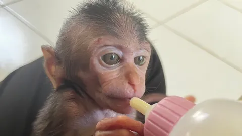 สถานีเพาะเลี้ยงสัตว์ป่าฯ พังงา รับบริจาคนมผง สำหรับทารก ให้ลูกลิงแสมกำพร้า 