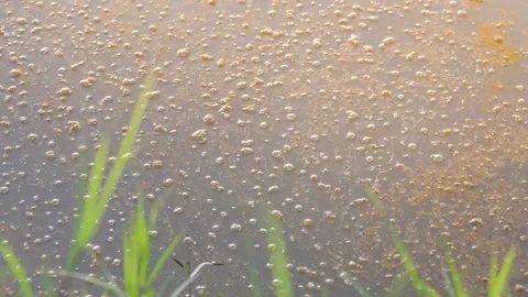 น้ำในบึงหนองโคตร ส่งกลิ่นเหม็นรุนแรง ชุมชนใกล้เคียงต้องทนสูดดมมานาน วอนเทศบาลแก้ไขที