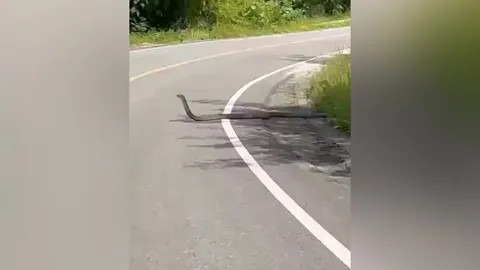 เด็กวัย 15 ขี่รถจักรยานยนต์กลับบ้าน เจอจงอางยักษ์ 2 ตัว ดักอยู่คนละฝั่งถนน