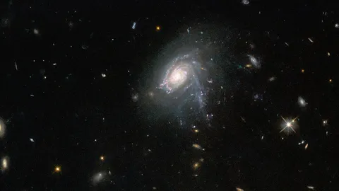 ดาราจักรแมงกะพรุน ในสายตาของฮับเบิล