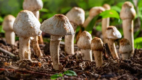 เปิดตำราทำนายฝันว่าเก็บเห็ดโคนทั้ง 7 วัน หมายความว่าอย่างไรบ้าง