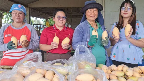 ว.เกษตรและเทคโนโลยีกำแพงเพชร ชวนซื้อมะม่วงน้ำดอกไม้สีทอง จากฟาร์มวิทยาลัย