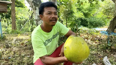 ส้มโอพันธุ์ขาวใหญ่ของสตูล ขายดีไม่พอกับความต้องการ ทำเงิน 6 พัน - 1 หมื่นต่อต้น