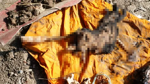 สยองพระฆ่าแมว กัดหูกินสดๆ วอชด็อกบุกกุฏิ ขุดพบซากถูกฝัง 12 ตัว (คลิป)