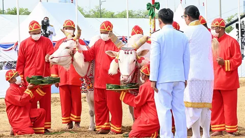 พระโคเสี่ยงทายกิน หญ้า-เหล้า น้ำท่าบริบูรณ์! ค้าขายต่างประเทศดี หยิบได้ผ้า 5 คืบ