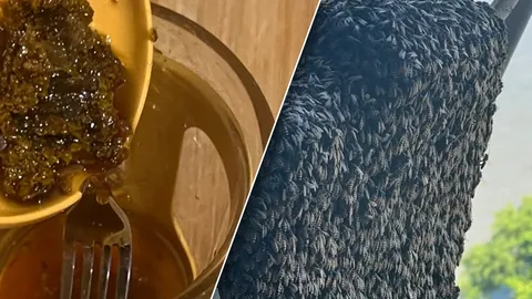 ถึงเวลาเก็บค่าเช่า สาวได้ "น้ำผึ้ง" กินฟรี จากผึ้งที่ทำรังในคอนโดฯ กว่า 2 เดือน