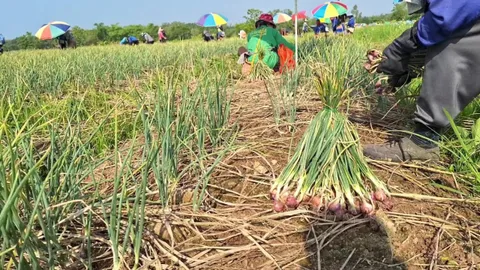 ชาวสวนพะเยาผู้ปลูกหอมแดงเฮ ราคาขึ้น กก.ละ 22 บาท เร่งเก็บขายรับรัฐบาลใหม่