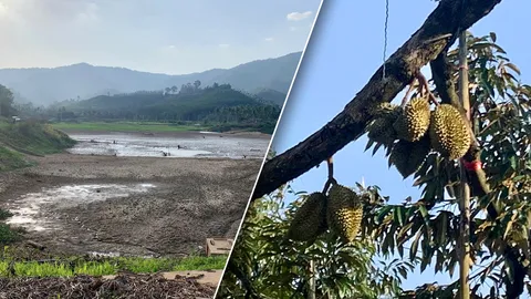 อากาศร้อน ขาดน้ำ ชาวสวนคลองลอย ตัดใจปล่อยทุเรียนบางส่วนยืนต้นตาย