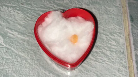 หอยให้โชคคู่รัก กัดเจอ "ไข่มุกเมโล" แรร์ไอเทมในหอยกระโจงโดง