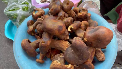 เห็ดตับเต่าออกหลังฝนแรก ชาวบ้านขอนแก่นเก็บขายราคาดี กก.ละ 250 เหตุยังหายาก 