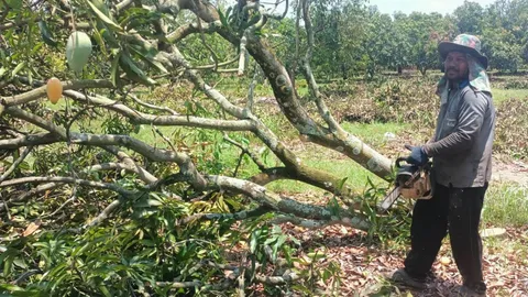 มะม่วงขายไม่ออก ชาวสวนอุทัยธานีน้ำตาร่วง จำใจโค่นต้นทิ้งแม้ปลูกมากว่า 30 ปี