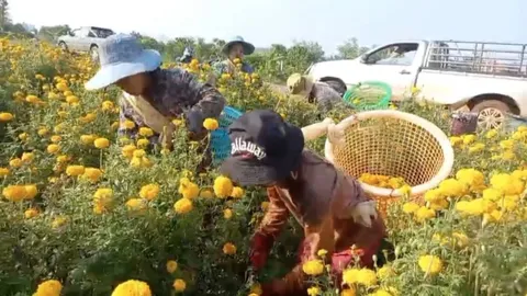 ดอกดาวเรืองราคาดี ชาวสวนใน อ.พบพระยิ้มออก เก็บขายทำรายได้ครั้งละ 5-6 หมื่น
