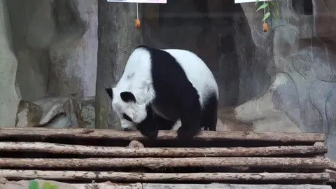 สวนสัตว์เชียงใหม่แถลงสาเหตุตาย หลินฮุ่ย อยู่ในวัยชรา หลอดเลือดอุดตันทั่วร่าง 