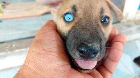 ฮือฮา "ลูกหมาตาเพชร" ดวงตาสองสี คอหวยวิเคราะห์ "เลขเด็ด" เชื่อมาให้โชค