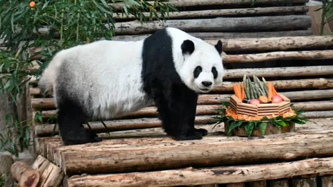 สรุปหลินฮุ่ยแก่ตาย ผ่าชันสูตรพบหลอดโลหิตอุดตัน เลือดกำเดาไหล-เนื้องอกในจมูก