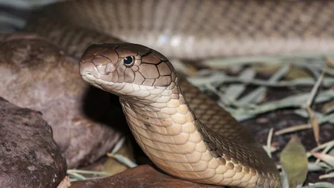 เลื้อยลับทำไฟดับอื้อ