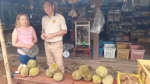 ทุเรียนเปิ่งเคลิ่งจากอุ้มผาง ผลผลิตรุ่นแรกออกแล้ว พ่อค้าแห่จองจนไม่พอขาย